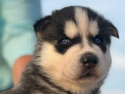 Magnifiques chiots Husky de Sibérie LOF à réserver