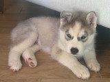Magnifique chiot Husky de Sibérie LOF à réserver
