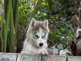 Magnifique chiot Husky de Sibérie LOF à réserver