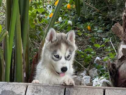 Magnifique chiot Husky de Sibérie LOF à réserver