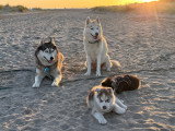 Magnifique chiot Husky de Sibérie LOF à réserver