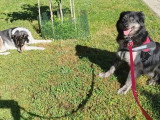 À la recherche d'une famille : chienne de 3 ans au pelage tricolore