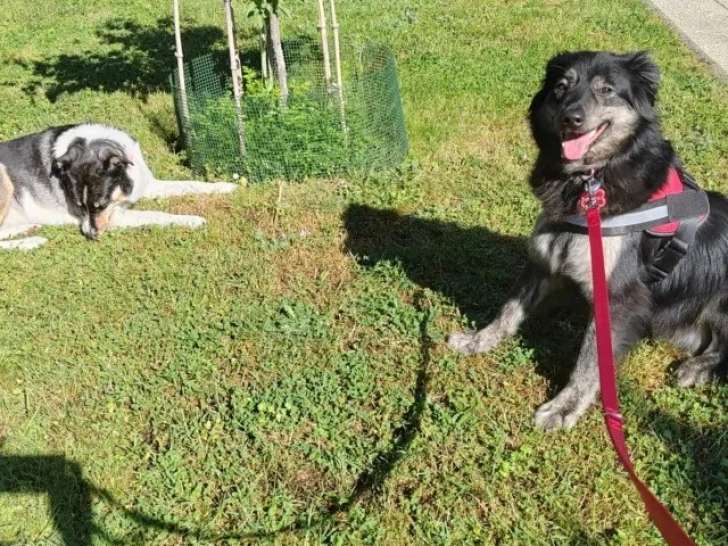 À la recherche d'une famille : chienne de 3 ans au pelage tricolore