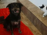 À la recherche d'une famille : chienne de 3 ans au pelage tricolore