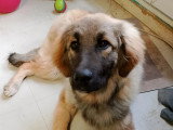 Prêt pour l'adoption : chiot femelle de 6 mois au pelage fauve charbonné