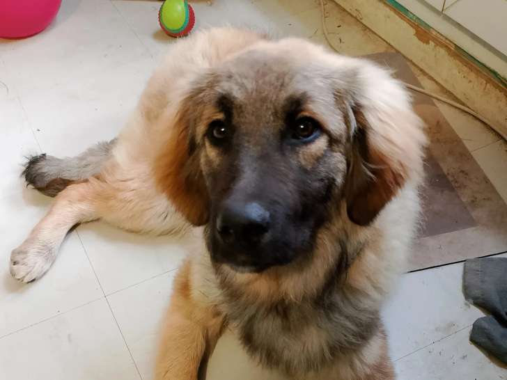 Prêt pour l'adoption : chiot femelle de 6 mois au pelage fauve charbonné