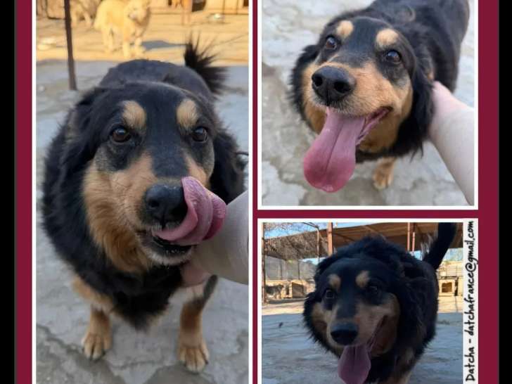 En quête d'un foyer : chien de 10 ans au pelage noir et feu