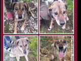 À adopter : chien de 8 ans au pelage gris