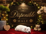 Chiots de type Bichon Maltais à vendre (1 femelle & 1 mâle)