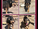Disponible à l'adoption : chien de 10 ans au pelage noir et feu