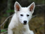 Chiot mâle Berger Blanc Suisse LOF de décembre 2025 en vente