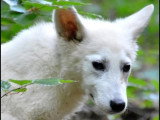 Chiot mâle Berger Blanc Suisse LOF de décembre 2025 en vente