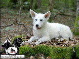 Chiot mâle Berger Blanc Suisse LOF de décembre 2025 en vente