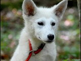 Chiot mâle Berger Blanc Suisse LOF de décembre 2025 en vente