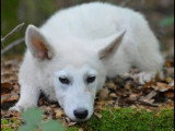 Chiot mâle Berger Blanc Suisse LOF de décembre 2025 en vente