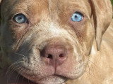 Chiot femelle American Bully de mars 2026 merle choco non LOF à vendre