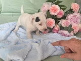 2 chiots Jack Russell Terrier mâles nés en avril 2026 non LOF à réserver