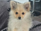 Chiot femelle Spitz petit gabarit à vendre non LOF février 2026