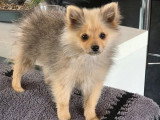Chiot femelle Spitz petit gabarit à vendre non LOF février 2026