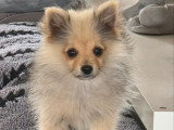 Chiot femelle Spitz petit gabarit à vendre non LOF février 2026