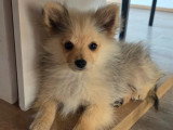 Chiot femelle Spitz petit gabarit à vendre non LOF février 2026
