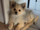 Chiot femelle Spitz petit gabarit à vendre non LOF février 2026