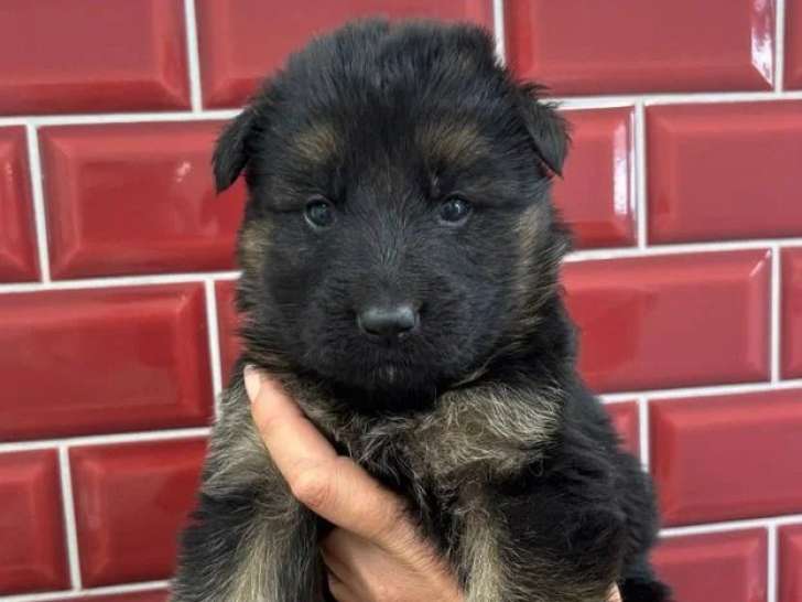 Réservation de 6 chiots Berger Allemand LOF nés en avril 2026