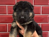 Réservation de 6 chiots Berger Allemand LOF nés en avril 2026