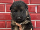 Réservation de 6 chiots Berger Allemand LOF nés en avril 2026