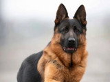 Réservation de 6 chiots Berger Allemand LOF nés en avril 2026