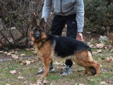 Réservation de 6 chiots Berger Allemand LOF nés en avril 2026