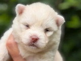 4 chiots Pomsky non LOF nés en avril 2026 à réserver