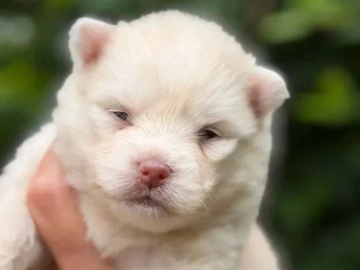 4 chiots Pomsky non LOF nés en avril 2026 à réserver