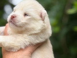 4 chiots Pomsky non LOF nés en avril 2026 à réserver