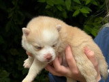 4 chiots Pomsky non LOF nés en avril 2026 à réserver