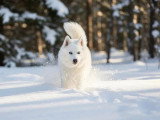4 chiots Pomsky non LOF nés en avril 2026 à réserver