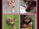 En attente d'adoption : chien de 2 ans au pelage fauve charbonné