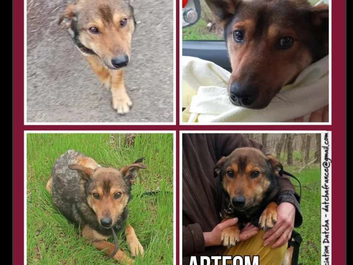 En attente d'adoption : chien de 2 ans au pelage fauve charbonné
