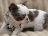 4 chiots Chihuahua poil long à réserver non LOF nés en avril 2026