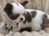 4 chiots Chihuahua poil long à réserver non LOF nés en avril 2026