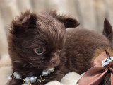 4 chiots Chihuahua poil long à réserver non LOF nés en avril 2026