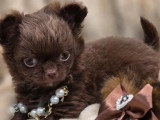 4 chiots Chihuahua poil long à réserver non LOF nés en avril 2026
