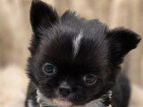 4 chiots Chihuahua poil long à réserver non LOF nés en avril 2026