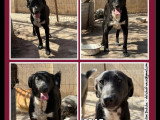 Prêt pour l'adoption : chien d'un an au pelage noir