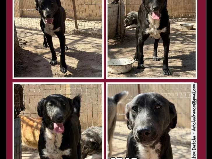 Prêt pour l'adoption : chien d'un an au pelage noir