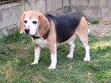 En quête d'un foyer : chien Beagle tricolore de 6 ans