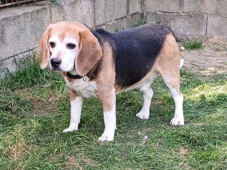 En quête d'un foyer : chien Beagle tricolore de 6 ans