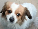 Adoption disponible : chienne de 2 ans