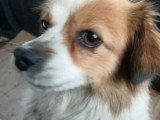 Adoption disponible : chienne de 2 ans