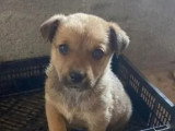 En attente d'un foyer : chiot mâle de 3 mois